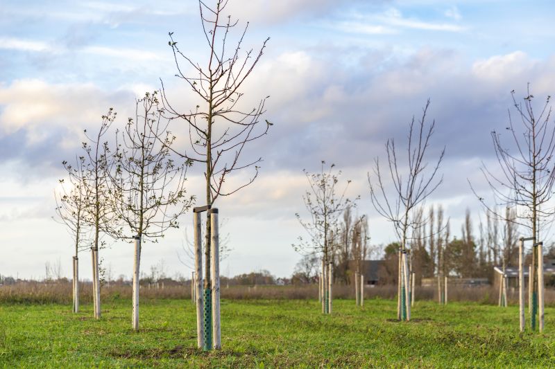 Dogwood Tree Planting in Honolulu, HI