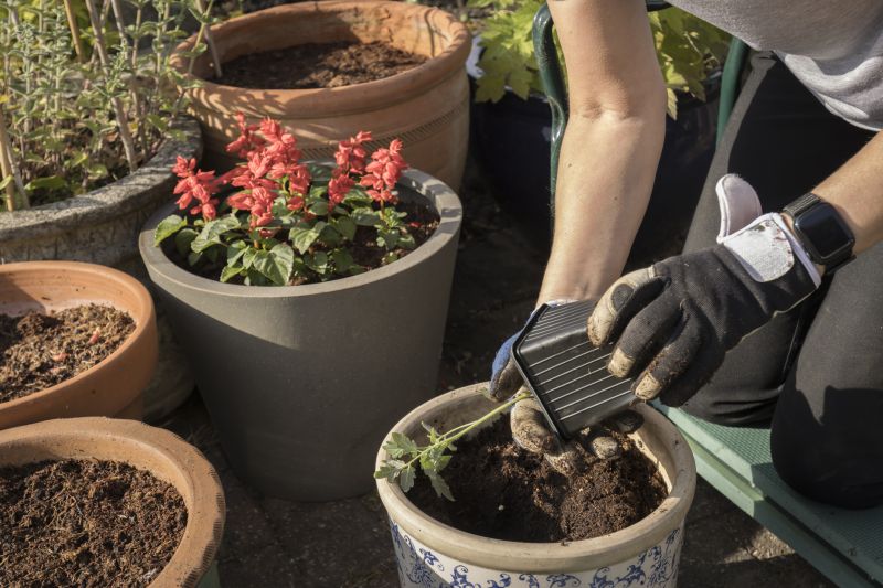 Petunia Planting detail